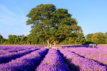 Surrey Lavender