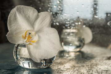 Flower of a white orchid in a glass vessel on the background of a shimmering silvery surface.
