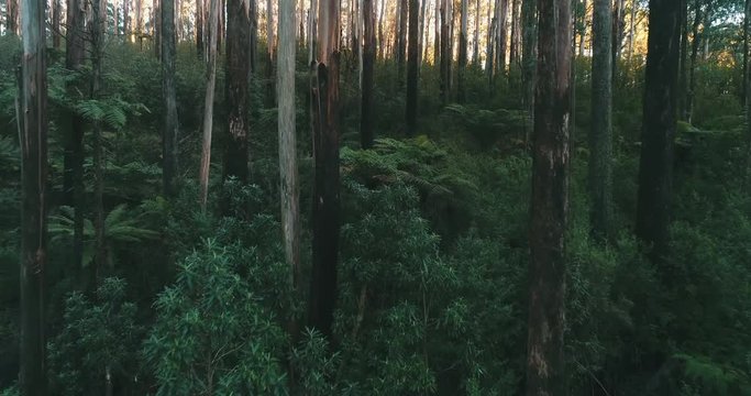 Flying through woods