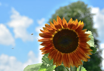 Sunflower in a Sunny Summer Day.