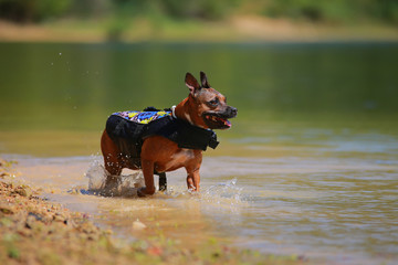 Staffordshire bull terrier diving