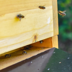 View of a honeybee sitting in the entrance of her hive while other bees are flying around