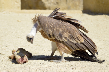 Closeup of griffon vulture (Gyps fulvus) on ground with piece of meat