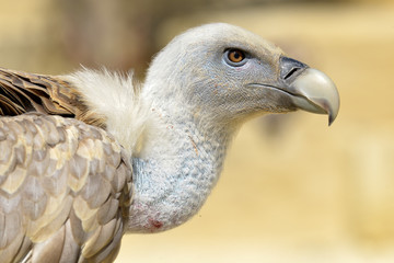 Portrait of griffon vulture (Gyps fulvus) seen from profile © Christian Musat