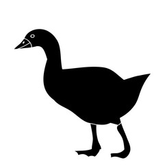  silhouette duck, on white background