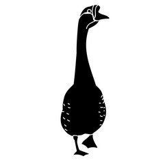 silhouette goose, on white background