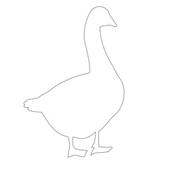 vector, isolated contour duck, goose on white background