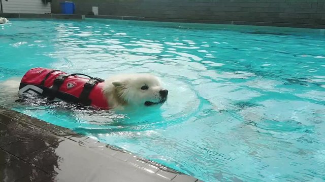 A Samoyed dog in a lifejacket slowly swims along in a swimming pool