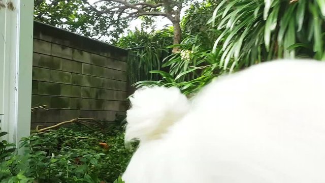 A happy Samoyed Dog running around a back yard