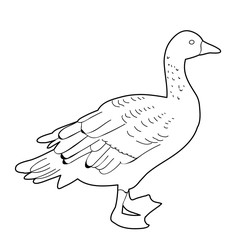 vector, isolated on white background sketch of goose, bird duck