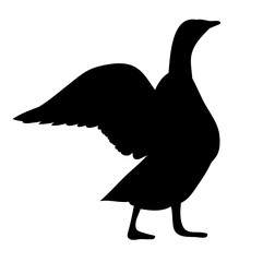 silhouette goose, duck