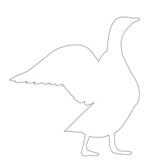 isolated contour of duck bird, goose