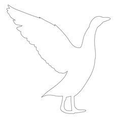 vector, isolated contour of duck bird, goose