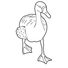 sketch duck, bird