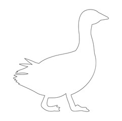 vector, isolated contour duck, goose on white background
