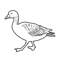 sketch duck on white background