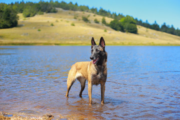 shepherd posing in the nature