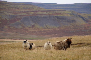Icelandic sheep 