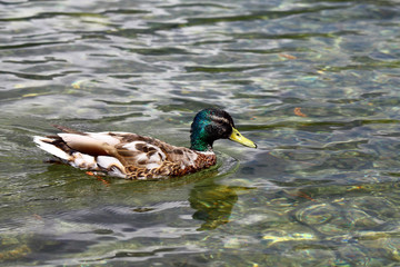 Wild duck