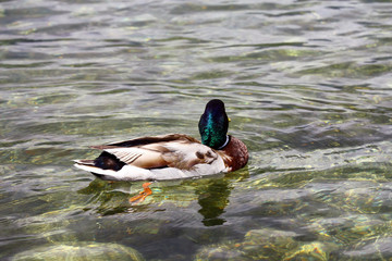 Wild duck