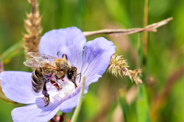 bee on a flower close-up, macro