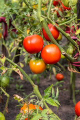 Tomatoes growing on branch in garden.