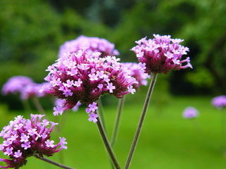 Obraz premium Flowers
