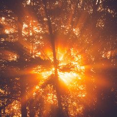 Sunbeams through tree in morning fog  details of foliage and branches