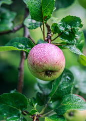 Apple tree. Apples on the tree