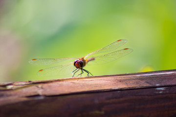 Red dragonfly on a log 