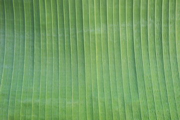 banana leaves deeper color