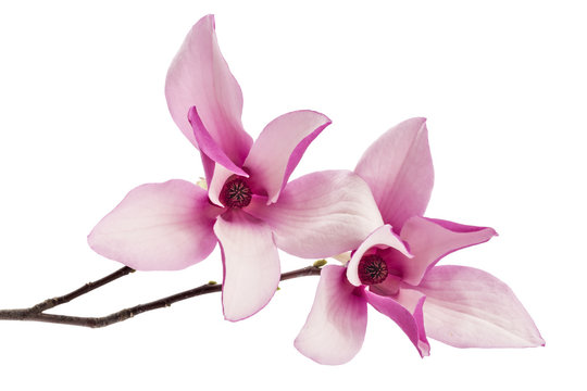 Fototapeta Two beautiful pink spring magnolia flowers, Magnolia liliiflora, on a tree branch isolated on white