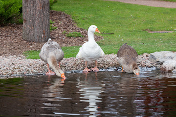 Geese drinking from pond