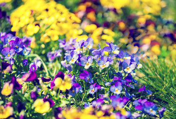 Blossoming colorful viola flowers in a garden