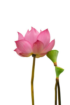 Isolated  pink lotus and Pods of Lotus on a white background