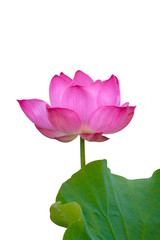 Isolated  pink lotus and Lotus leaf on a white background , A beautiful  pink lotus and Lotus leaf from Thailand
