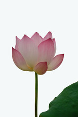 Isolated  pink lotus and Lotus leaf on a white background , A beautiful  pink lotus and Lotus leaf from Thailand