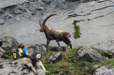 Un bouquetin mâle sauvage avec de grandes cornes dans les Alpes en France, marche calmement devant un randonneur et son chien assis