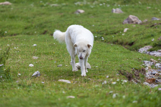 Un patou