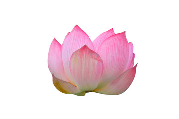 Isolated  pink lotus on a white background , A beautiful  pink lotus from Thailand