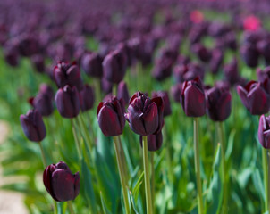 blooming black tulips