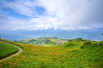 Fototapeta na wymiar the daylily hillside at Lioushihdan mountain(Sixty Rock Mountain), Hualien East Rift Valley of Taiwan