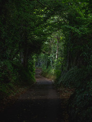 Obraz premium Dark path leading through the forest in England