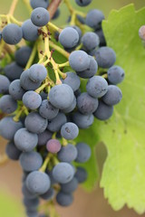 Detailaufnahme einer Rebe der seltenen Sorte Schwarzriesling