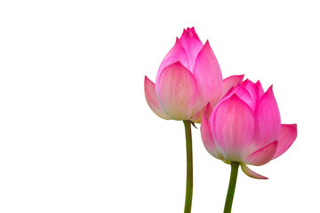 Obraz na płótnie Canvas Isolated pink lotus on a white background , A beautiful pink lotus from Thailand