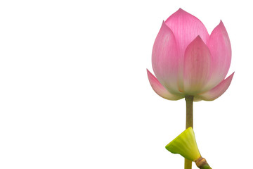 Fototapeta premium Isolated pink lotus on a white background , A beautiful pink lotus from Thailand