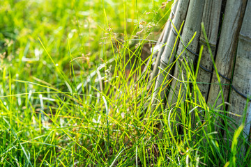 Close-up of lawn greenery