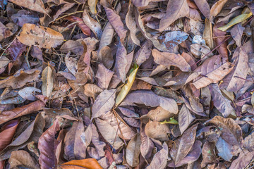 dry leaves assorted colorful