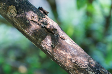 A close-up of branches in the forest