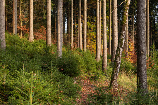 Jungwald zwischen alten B&auml;umen.